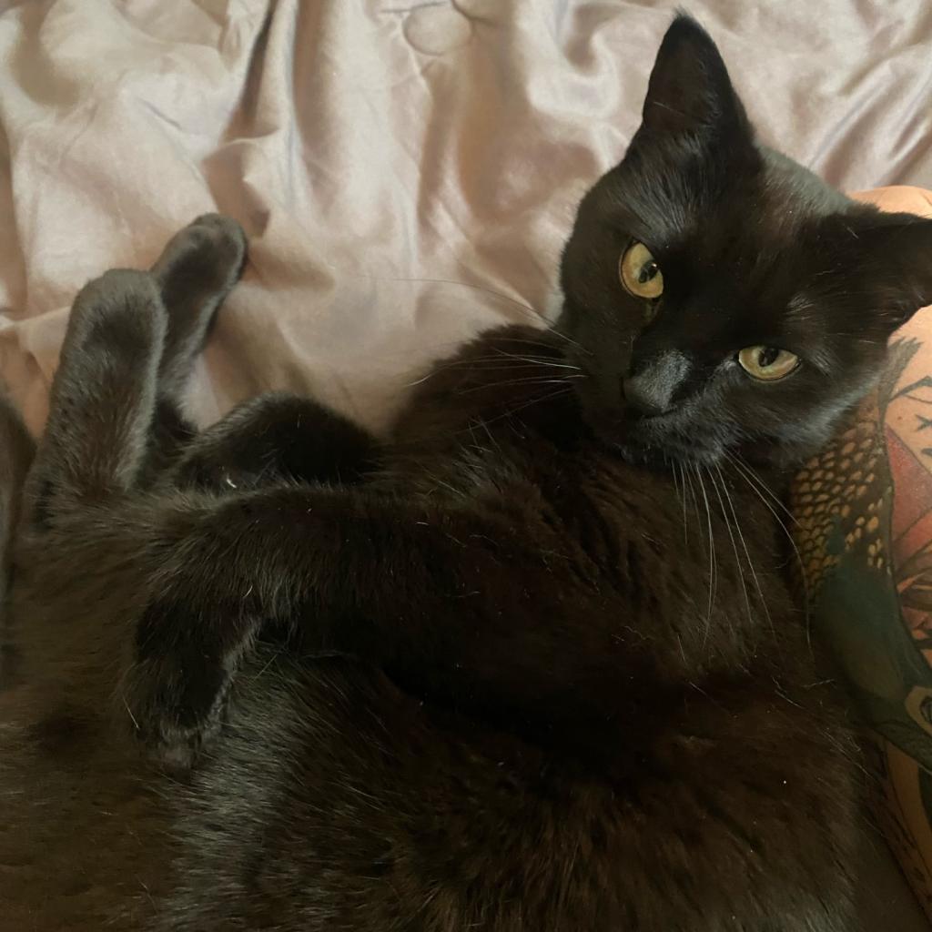 Luna, an adoptable Domestic Short Hair in Salt Lake City, UT, 84106 | Photo Image 4