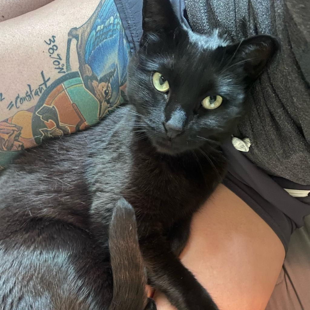 Luna, an adoptable Domestic Short Hair in Salt Lake City, UT, 84106 | Photo Image 5
