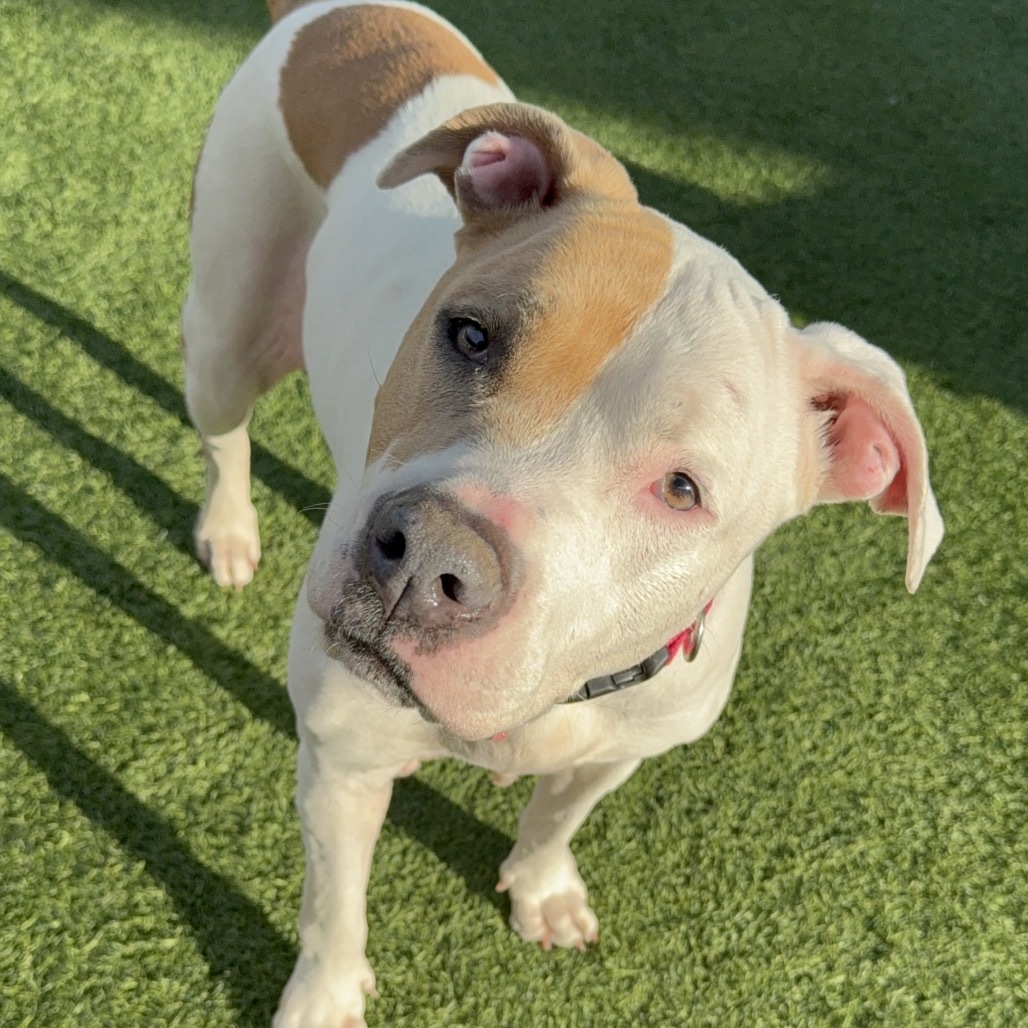 Brenda A2157752
