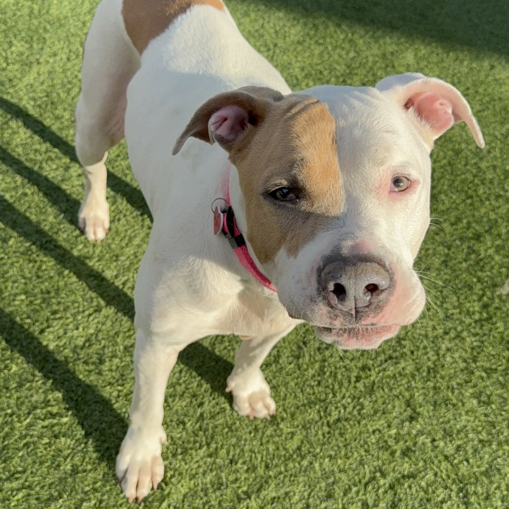 Brenda A2157752