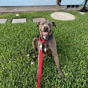 Plex, Adult Male Pit Bull Terrier