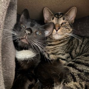 Tom Yum Domestic Short Hair Cat