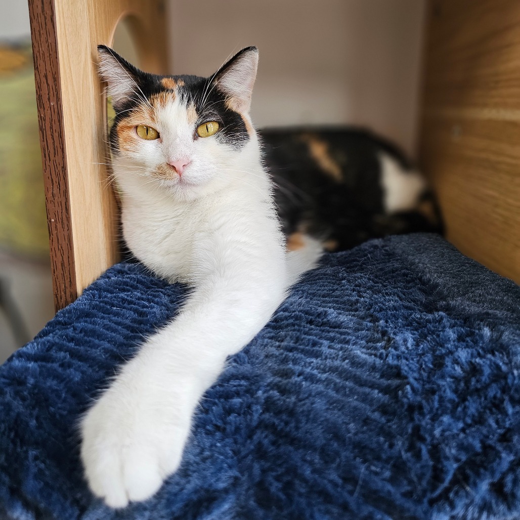 Sam, an adoptable Domestic Short Hair in Laredo, TX, 78045 | Photo Image 1