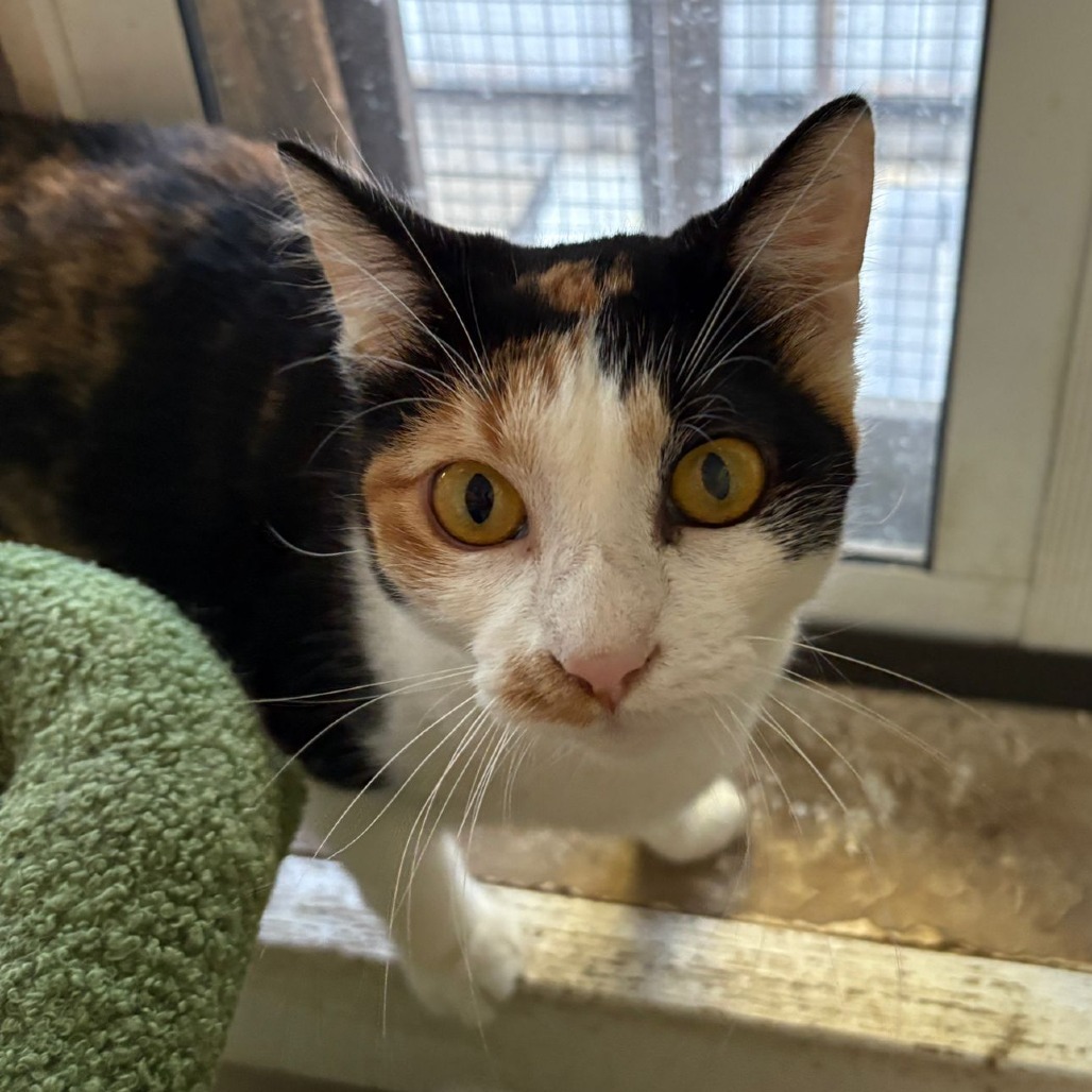 Sam, an adoptable Domestic Short Hair in Laredo, TX, 78045 | Photo Image 4