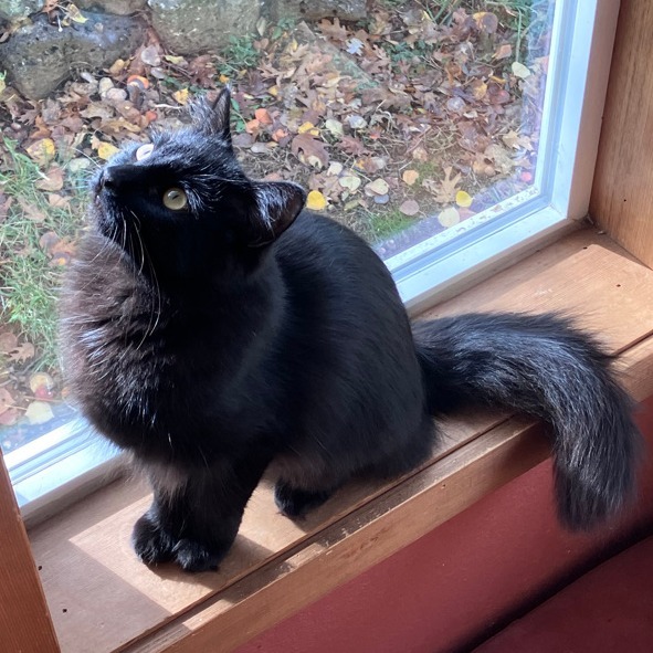 Rachel, an adoptable Domestic Medium Hair in Ashland, OR, 97520 | Photo Image 1