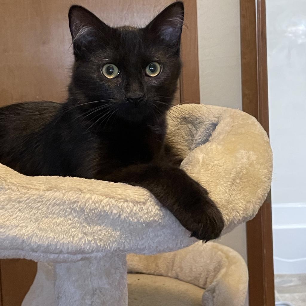 Rachel, an adoptable Domestic Medium Hair in Ashland, OR, 97520 | Photo Image 2