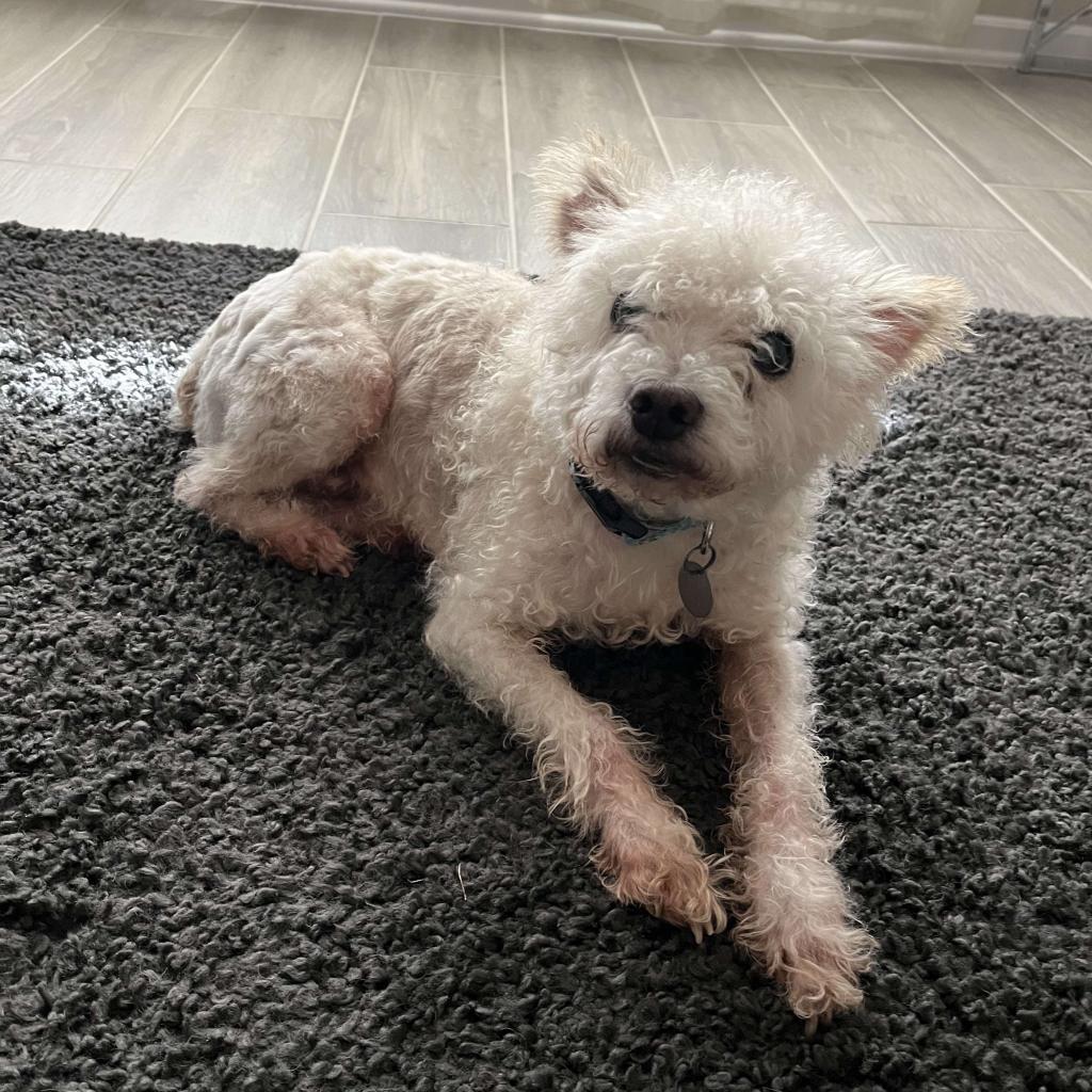 Waller, an adoptable Poodle in Houston, TX, 77006 | Photo Image 2