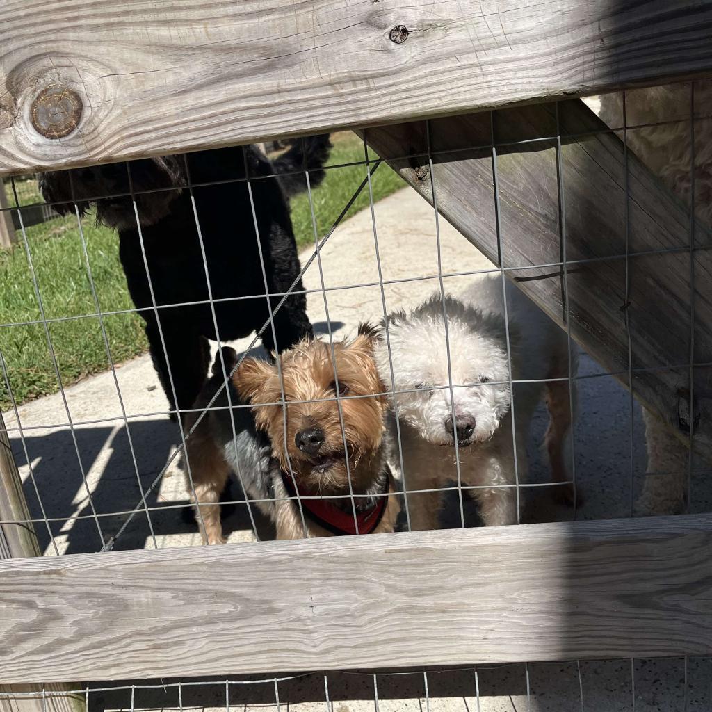 Waller, an adoptable Poodle in Houston, TX, 77006 | Photo Image 3