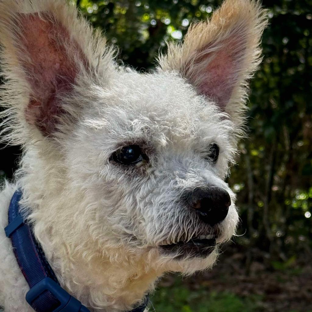 Waller, an adoptable Poodle in Houston, TX, 77006 | Photo Image 4