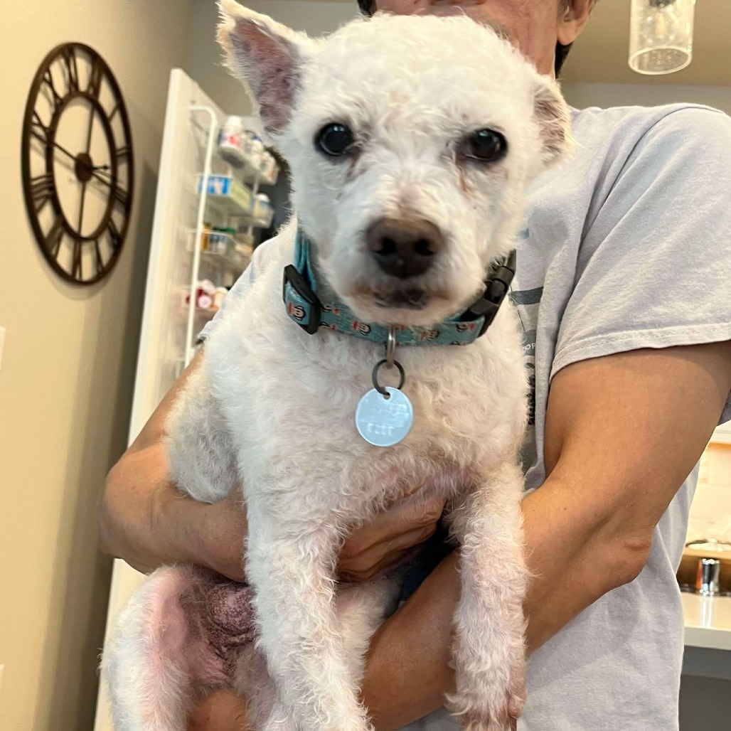 Waller, an adoptable Poodle in Houston, TX, 77006 | Photo Image 5