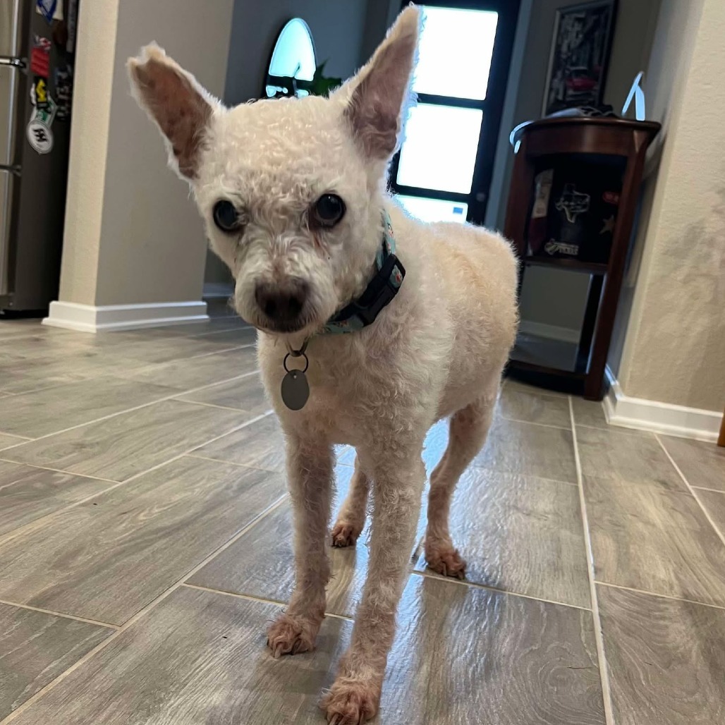 Waller, an adoptable Poodle in Houston, TX, 77006 | Photo Image 6