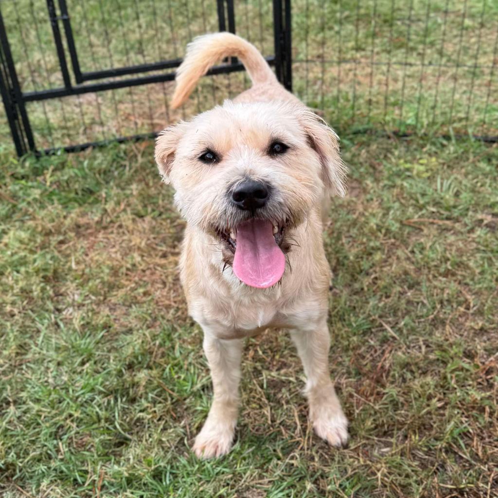 Megan, an adoptable Schnauzer, Mixed Breed in Houston, TX, 77006 | Photo Image 1