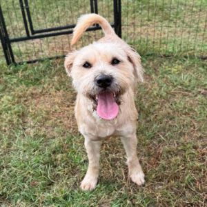 Megan Border Terrier Dog