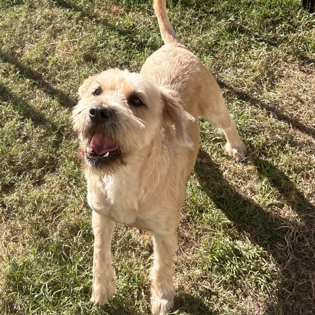 Megan, an adoptable Schnauzer, Mixed Breed in Houston, TX, 77006 | Photo Image 2