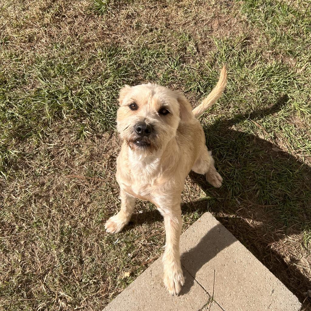 Megan, an adoptable Schnauzer, Mixed Breed in Houston, TX, 77006 | Photo Image 3