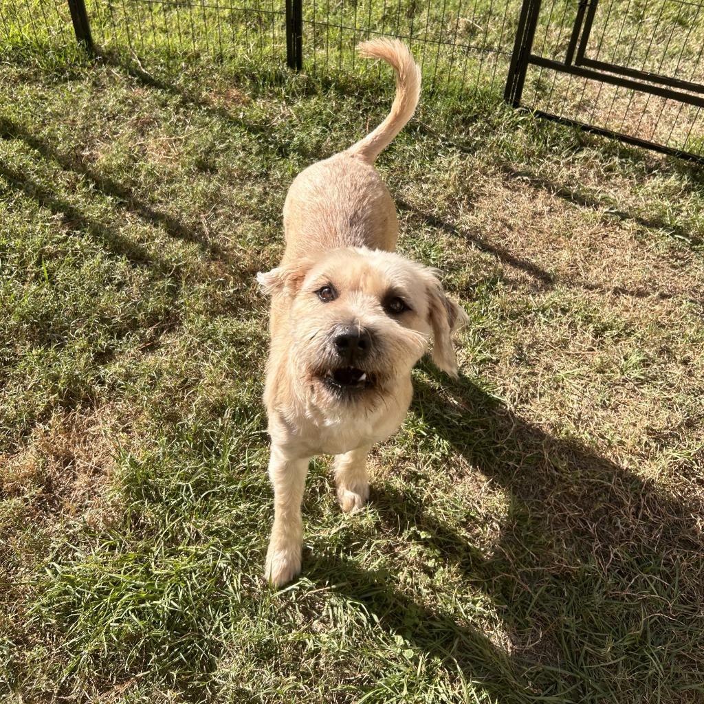 Megan, an adoptable Schnauzer, Mixed Breed in Houston, TX, 77006 | Photo Image 4