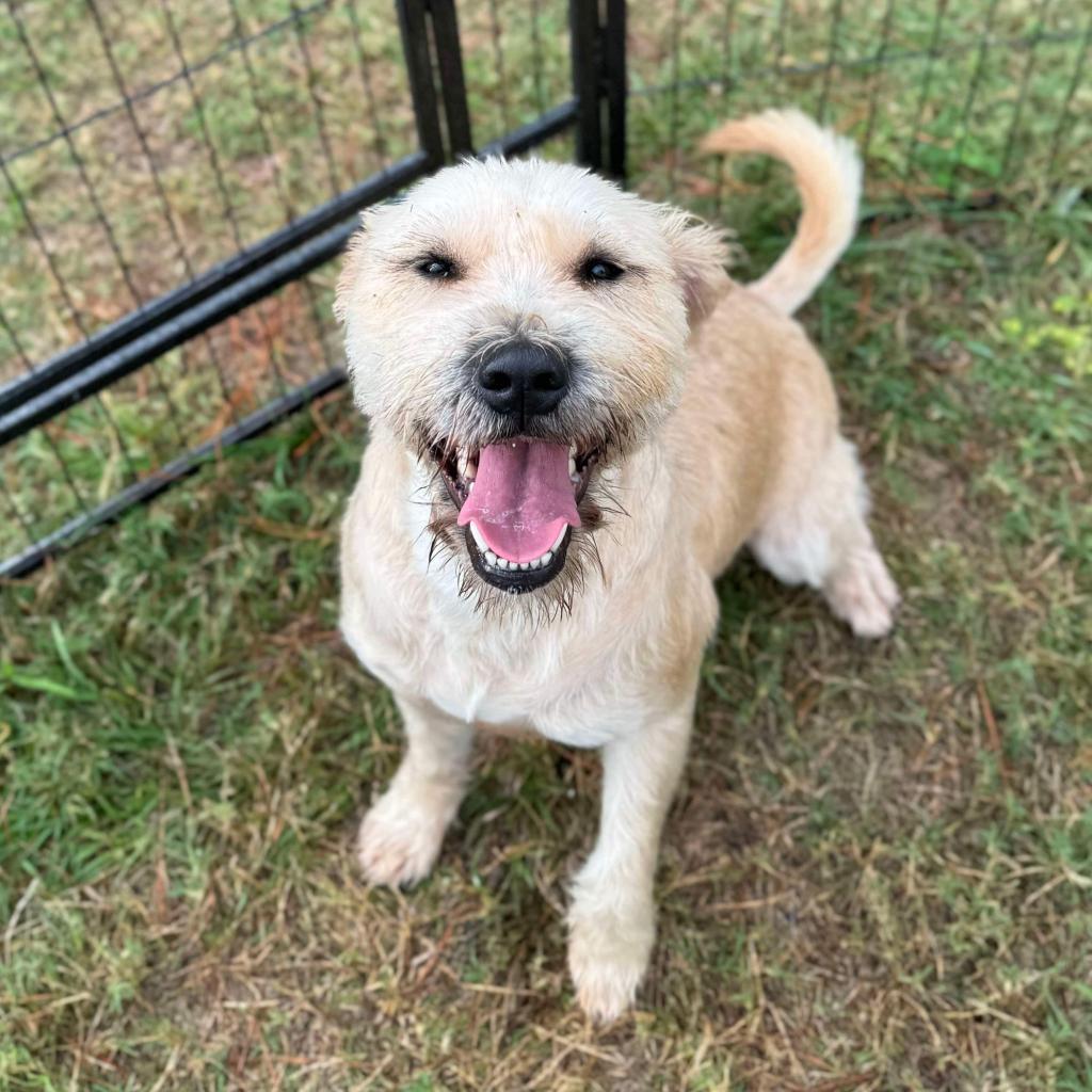 Megan, an adoptable Schnauzer, Mixed Breed in Houston, TX, 77006 | Photo Image 5