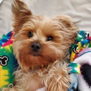 Meet Hockley Hockley is a 5-year-old 82-pound Yorkie who came to CAMO Rescue as an owner surrende