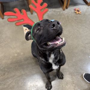Brandon, Adult Male Mastiff