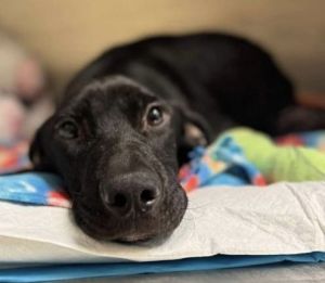You can fill out an adoption application online on our official websiteRobbie GA is a male Labrad
