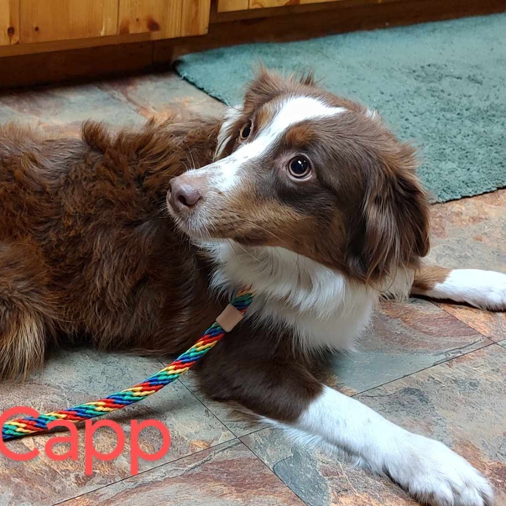 Capp, an adoptable Australian Shepherd in Ada, MN, 56510 | Photo Image 1