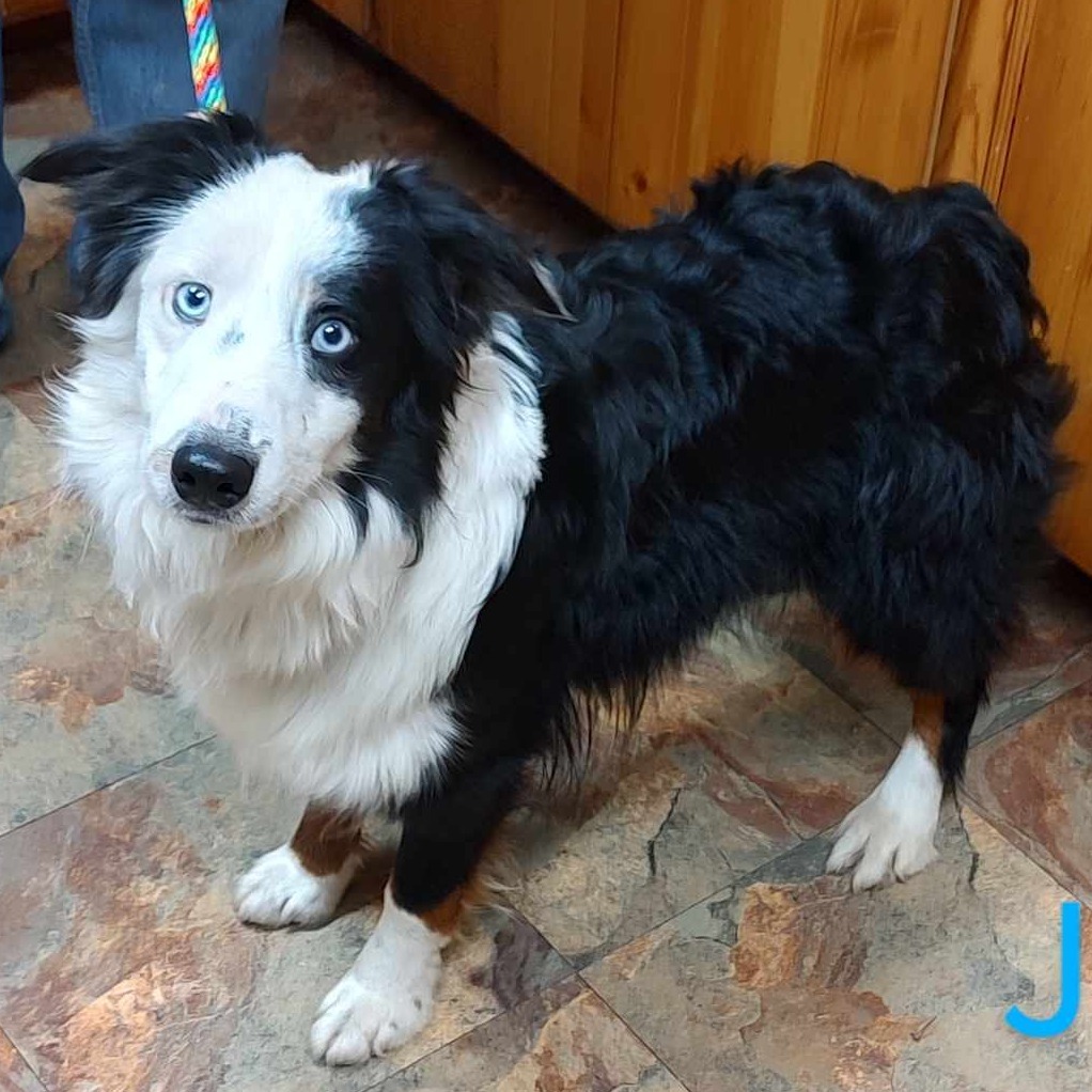 Java, an adoptable Australian Shepherd in Ada, MN, 56510 | Photo Image 2