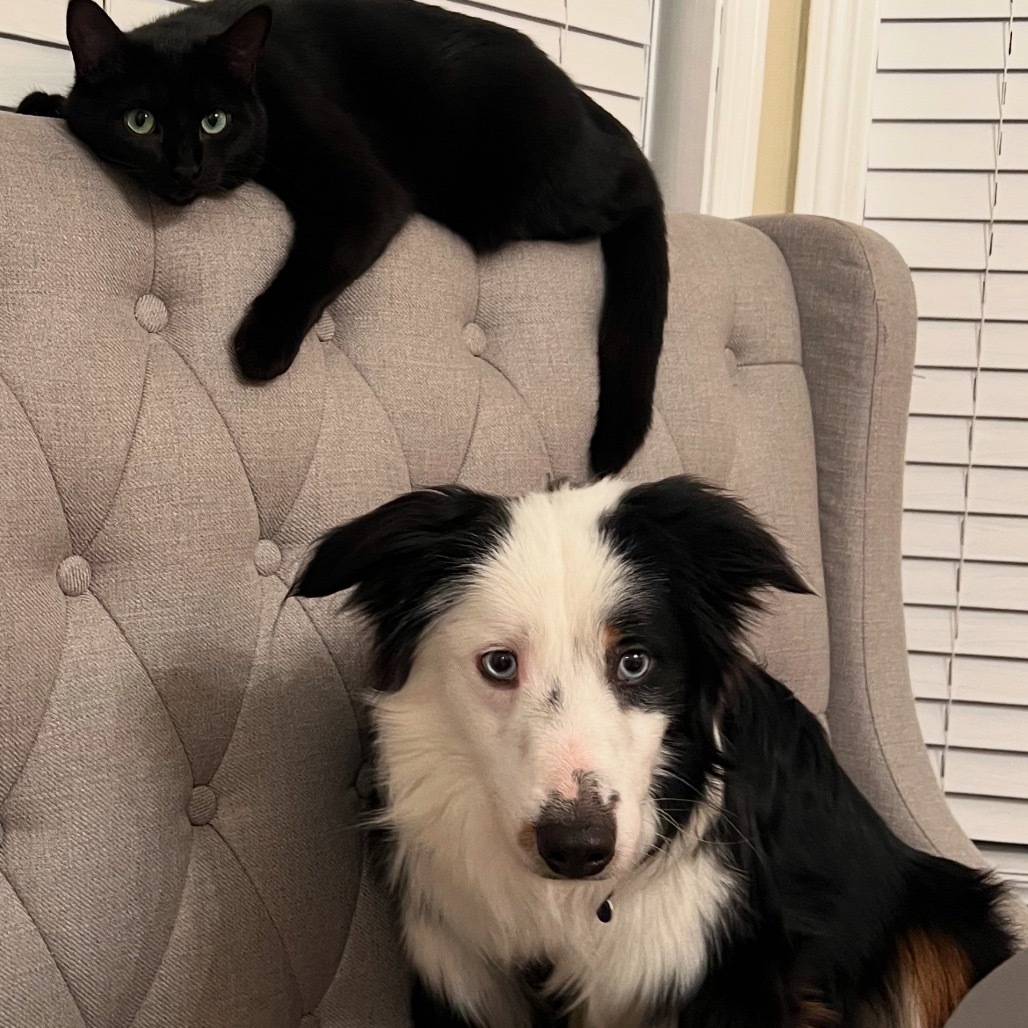Java, an adoptable Australian Shepherd in Ada, MN, 56510 | Photo Image 3