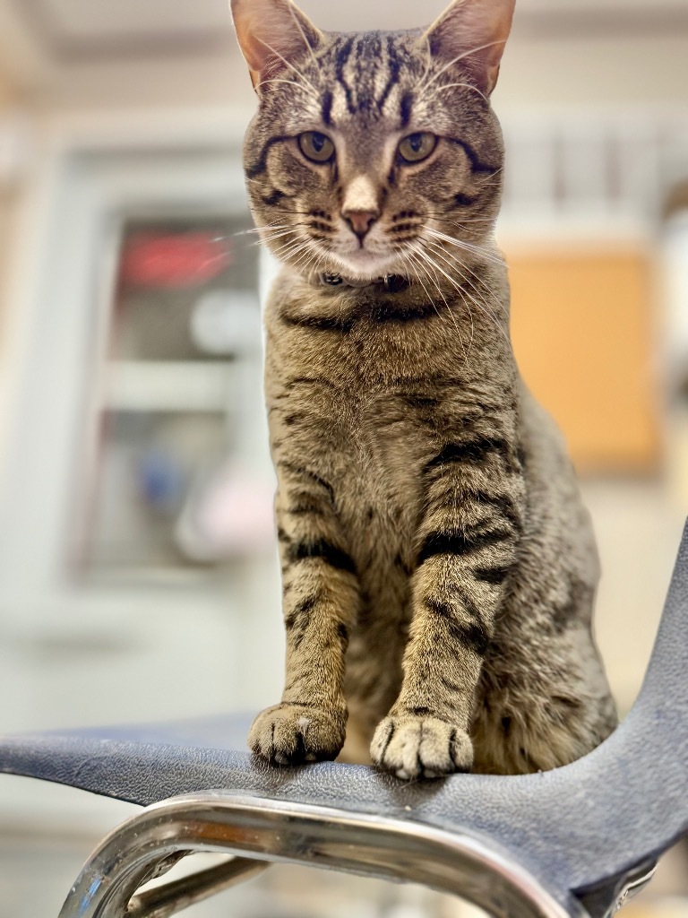 Leo