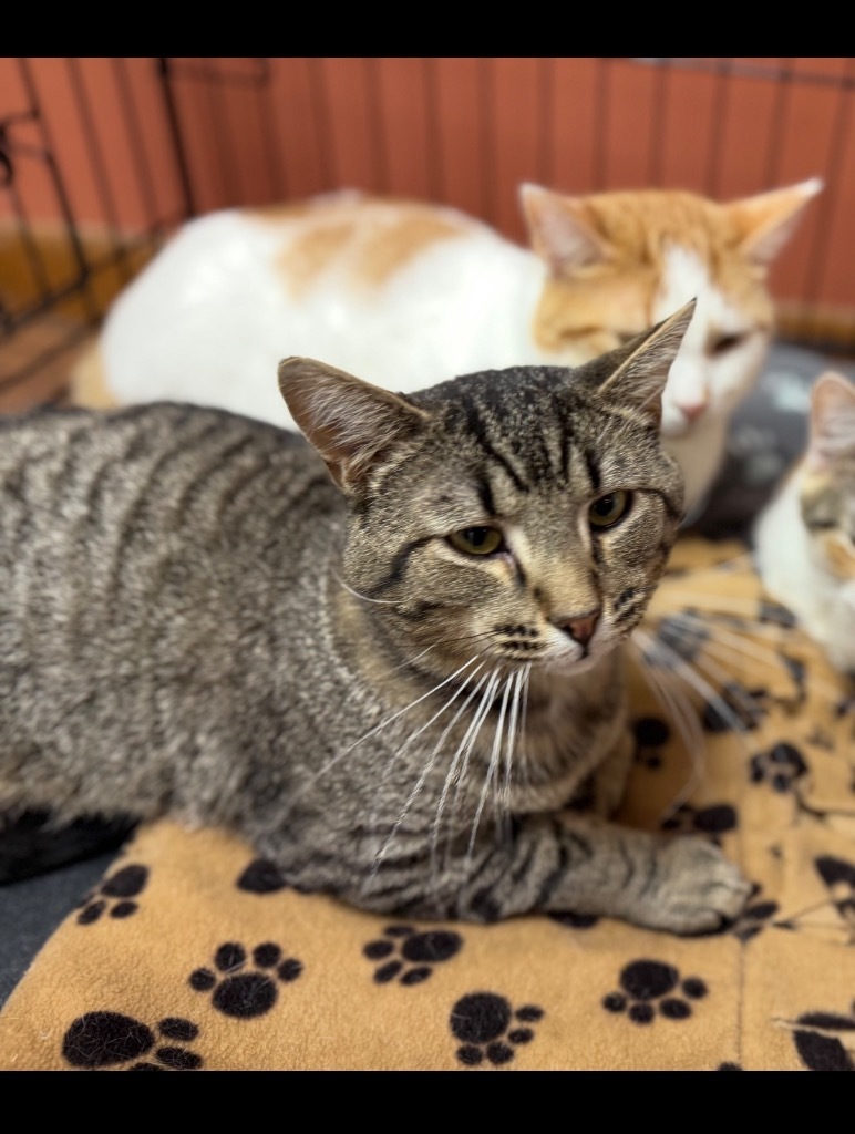 Leo, an adoptable Domestic Short Hair in Algona, IA, 50511 | Photo Image 5