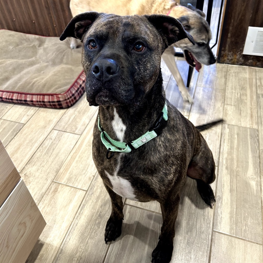 Posty, an adoptable Mastiff, Pit Bull Terrier in Lander, WY, 82520 | Photo Image 1