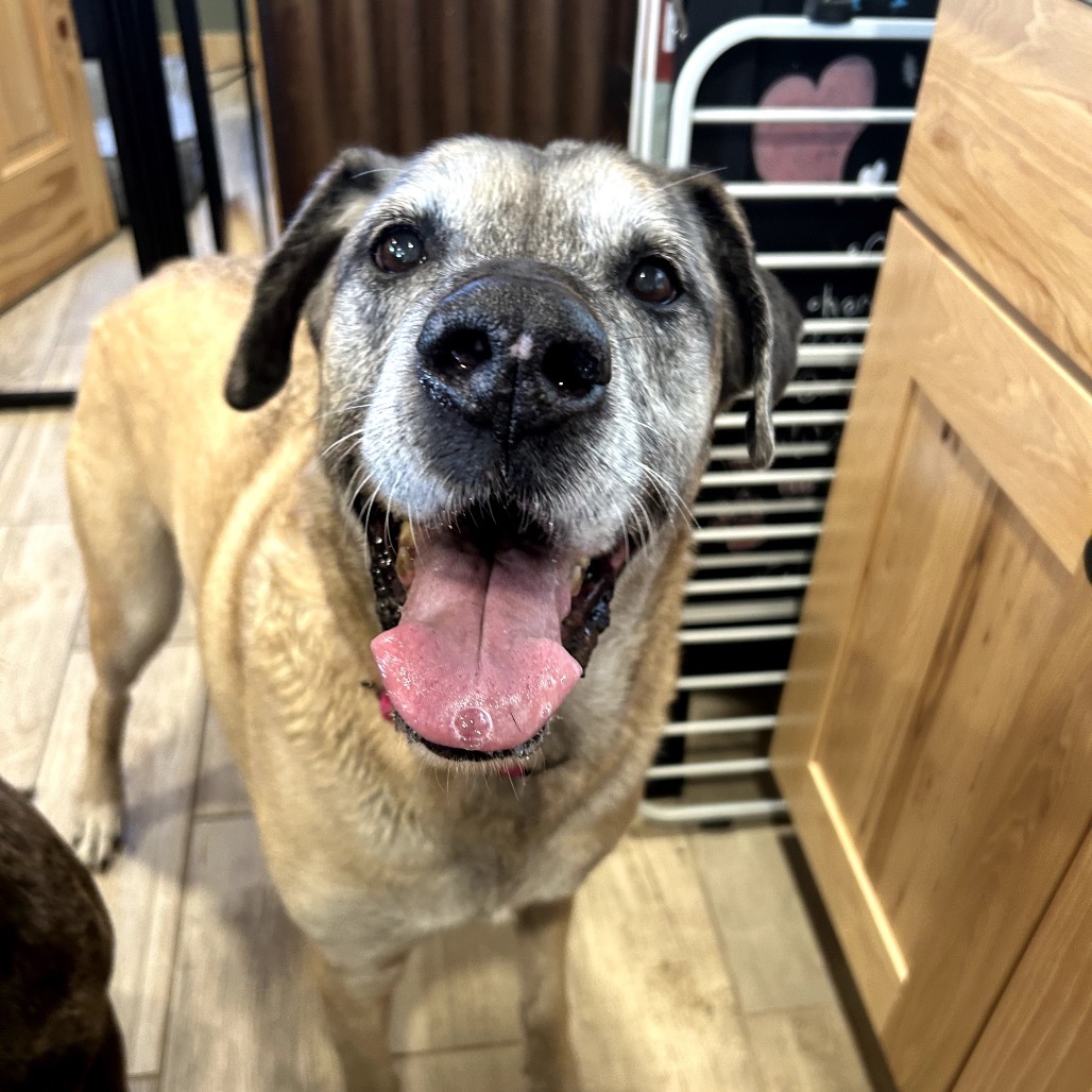 Cassie, an adoptable Great Dane, German Shepherd Dog in Lander, WY, 82520 | Photo Image 1