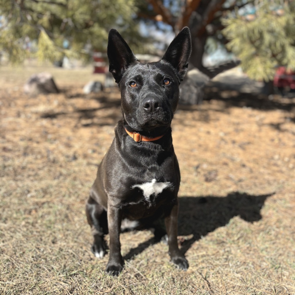 Margaret--In Foster, an adoptable Mixed Breed in Fargo, ND, 58102 | Photo Image 1