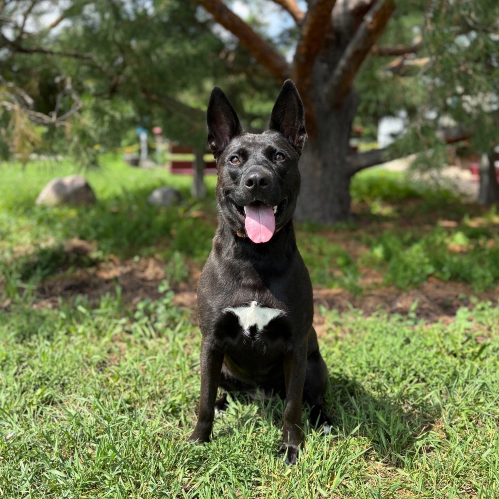 Margaret--In Foster, an adoptable Mixed Breed in Fargo, ND, 58102 | Photo Image 1