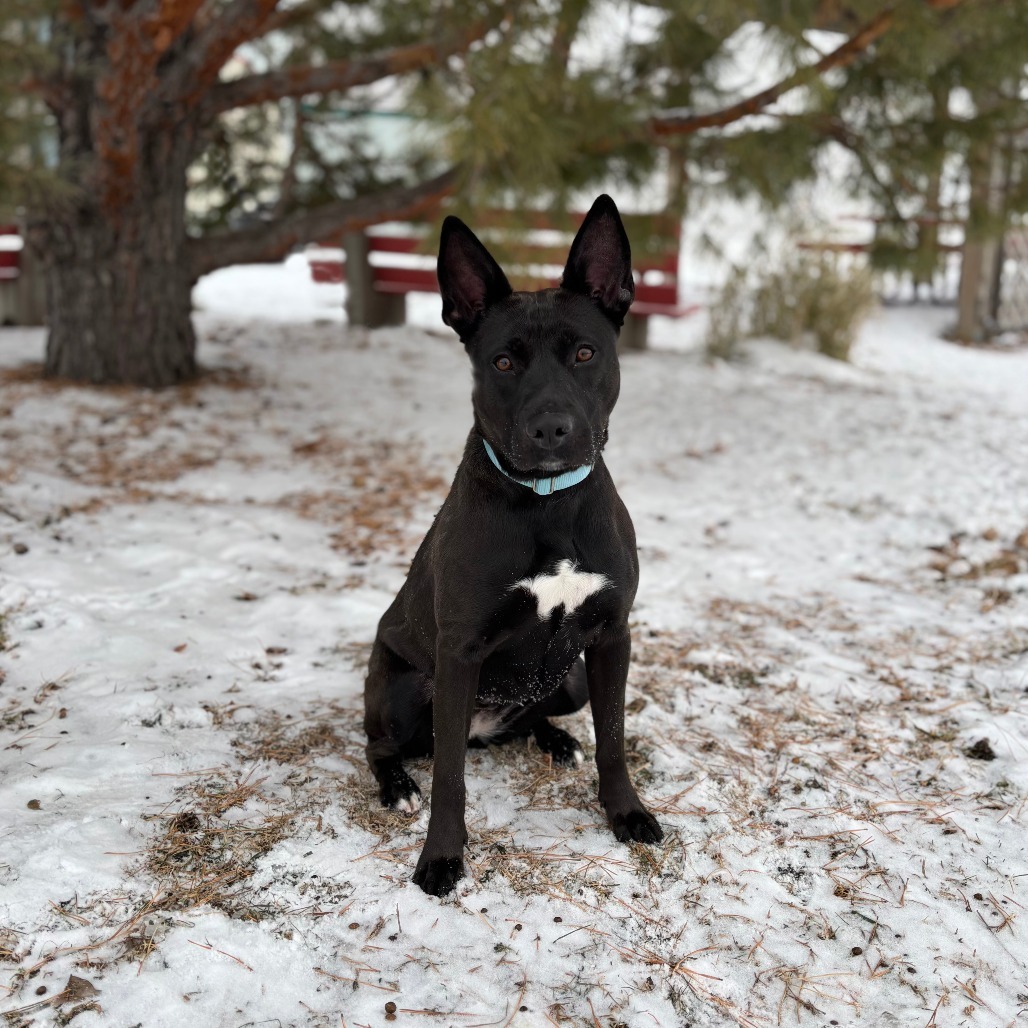 Margaret--In Foster, an adoptable Mixed Breed in Fargo, ND, 58102 | Photo Image 2