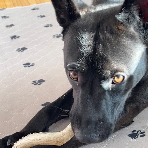 Margaret--In Foster, an adoptable Mixed Breed in Fargo, ND, 58102 | Photo Image 3