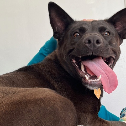Margaret--In Foster, an adoptable Mixed Breed in Fargo, ND, 58102 | Photo Image 4