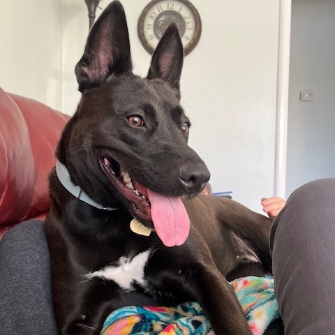 Margaret--In Foster, an adoptable Mixed Breed in Fargo, ND, 58102 | Photo Image 4