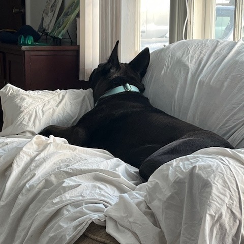Margaret--In Foster, an adoptable Mixed Breed in Fargo, ND, 58102 | Photo Image 6