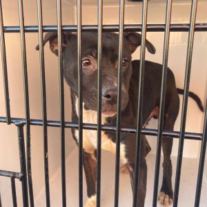Monty, Adult Male Mixed Breed