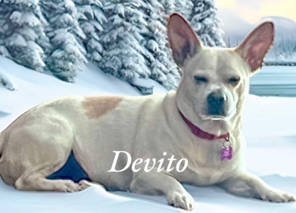 Devito