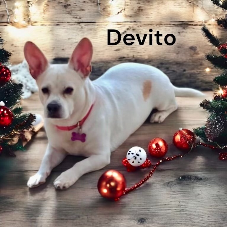 Devito