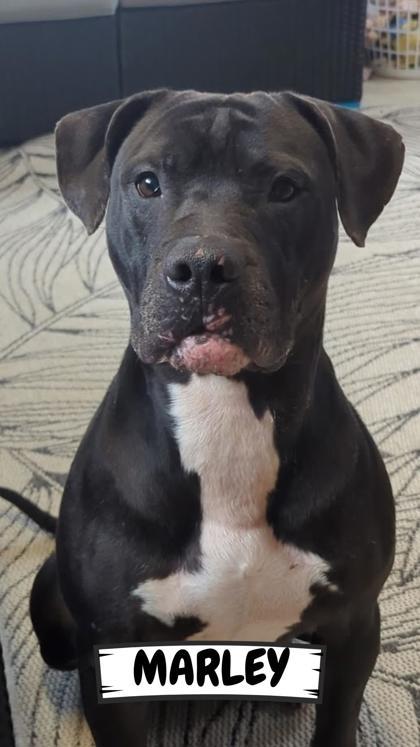 Marley