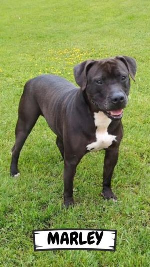 Marley, Adult Male Mixed Breed