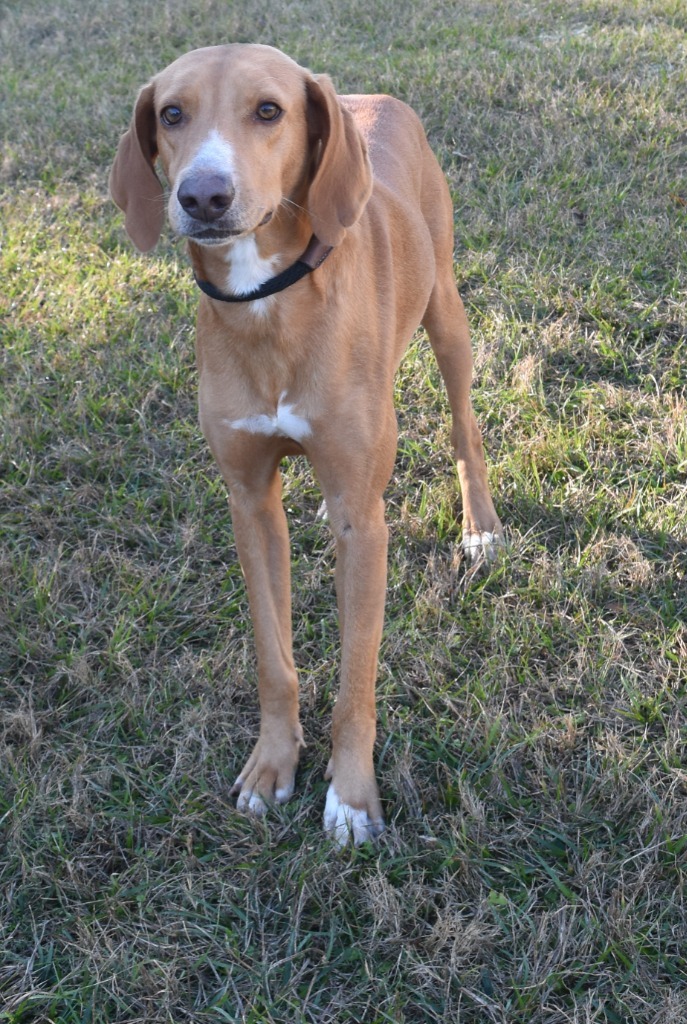 Deputy, an adoptable Sloughi, Mixed Breed in Kingsland, GA, 31548 | Photo Image 1