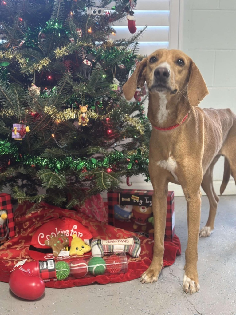 Deputy, an adoptable Sloughi, Mixed Breed in Kingsland, GA, 31548 | Photo Image 2