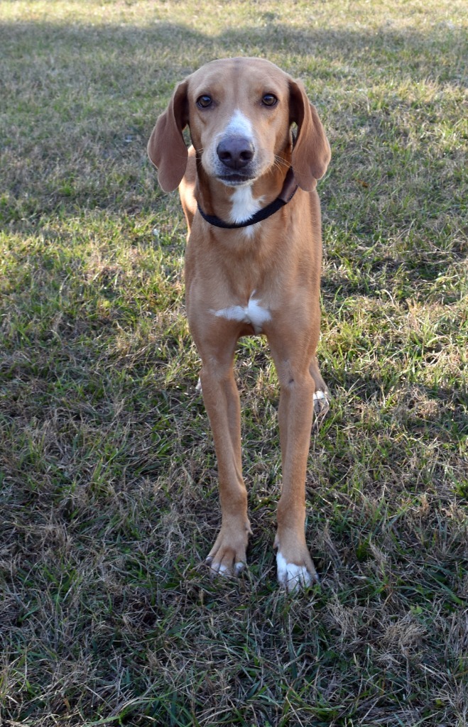 Deputy, an adoptable Sloughi, Mixed Breed in Kingsland, GA, 31548 | Photo Image 3