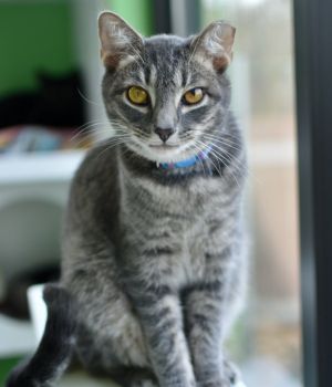 Julia and Winston two gentle souls looking for a loving home where they can blossom at their own pa