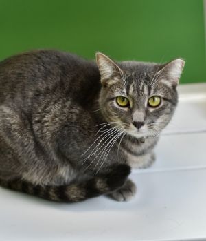 Julia and Winston two gentle souls looking for a loving home where they can blossom at their own pa