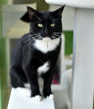 Simon is very unsure of any new people or new surroundings He will hide for most of the time until