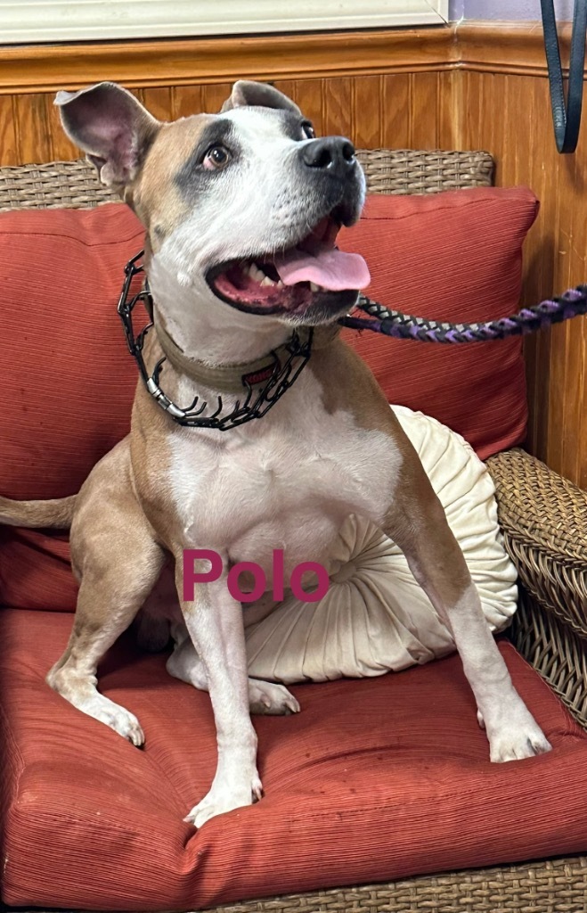 Polo